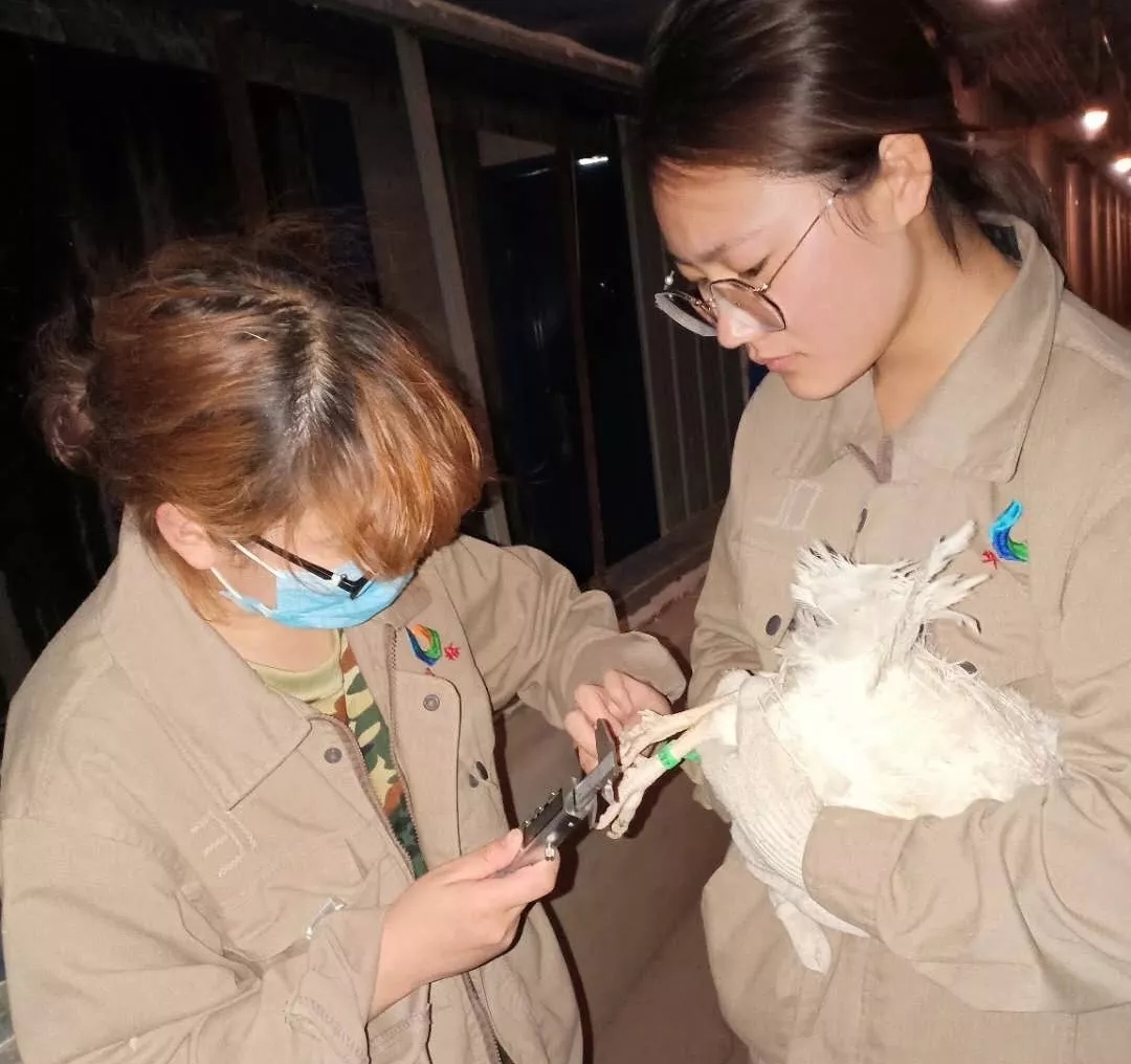 香港马料正版资料