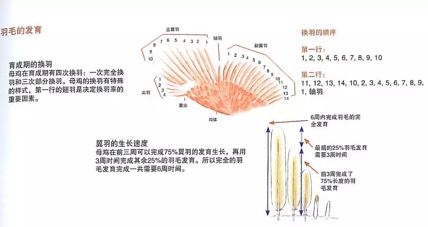 香港马料正版资料