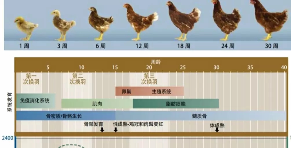 香港马料正版资料