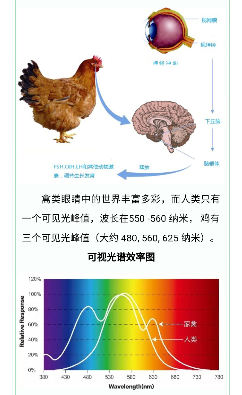 香港马料正版资料