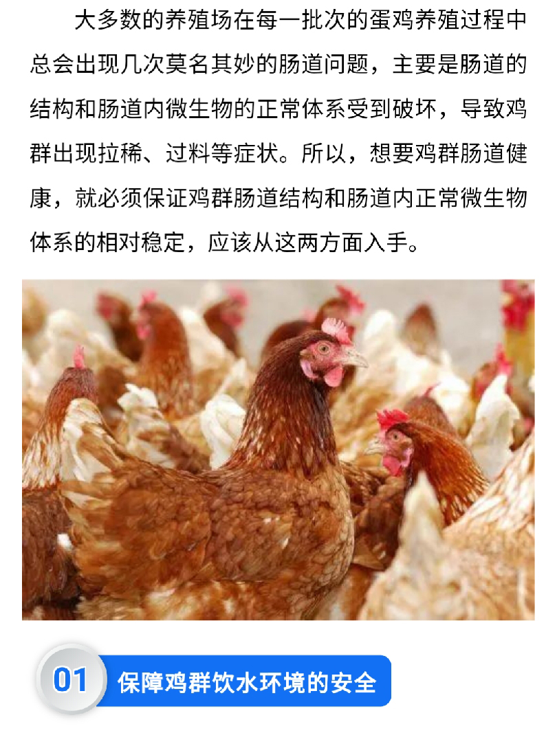 香港马料正版资料