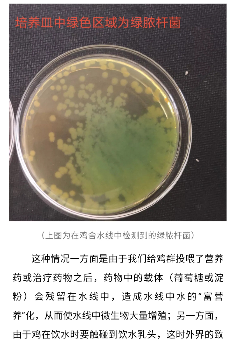 香港马料正版资料