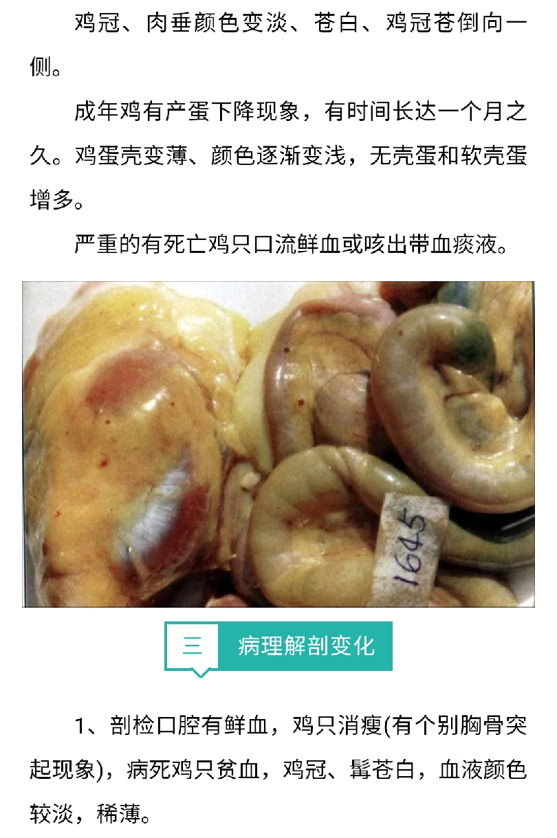 香港马料正版资料