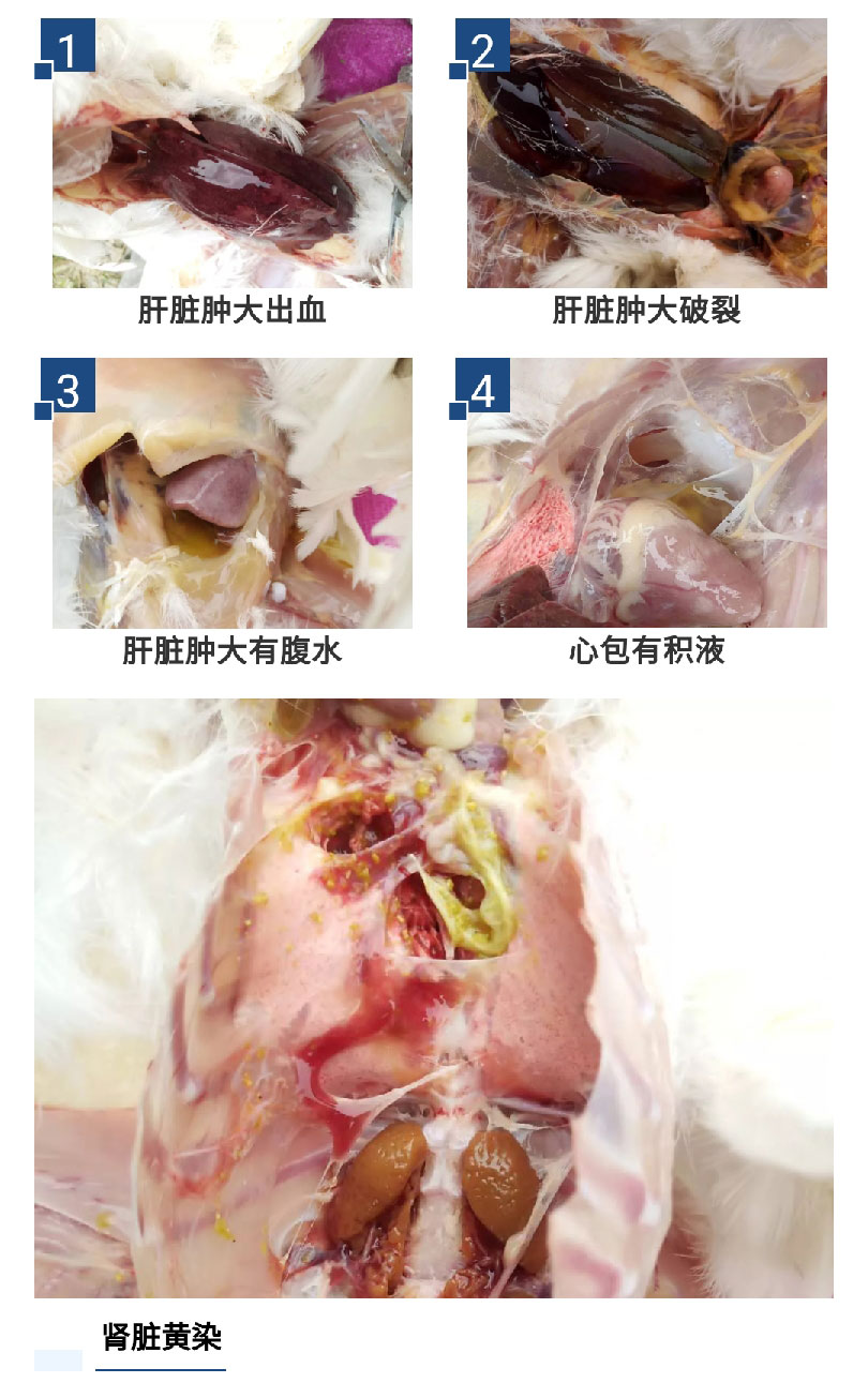 香港马料正版资料