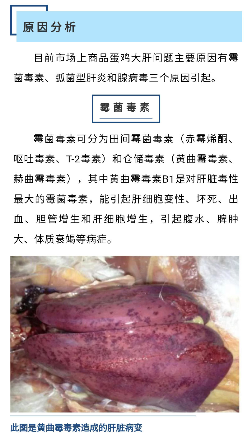 香港马料正版资料