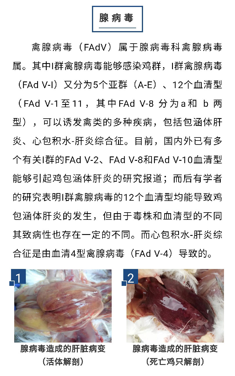 香港马料正版资料